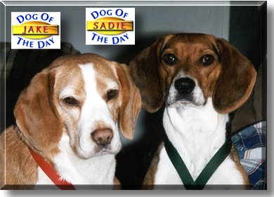 Jake and Sadie, the Dogs of the Day