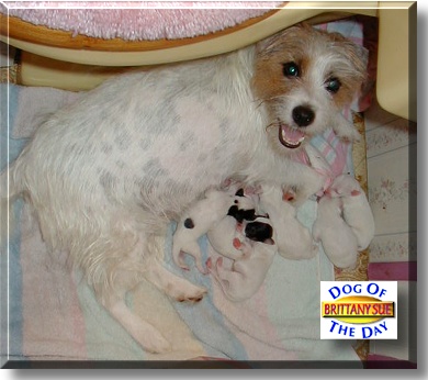Brittany Sue, the Dog of the Day