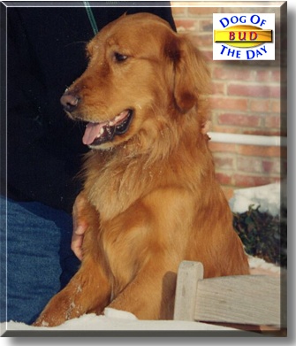 Bud, the Dog of the Day