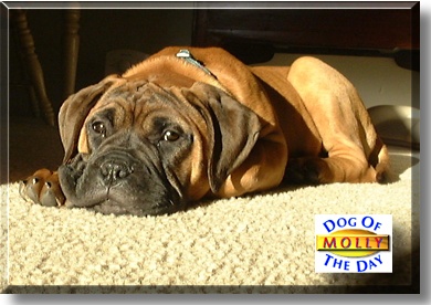 Molly, the Dog of the Day