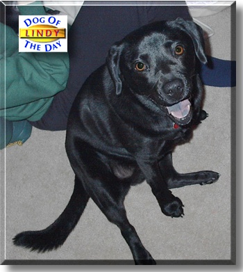 Lindy, the Dog of the Day