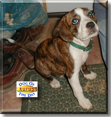 Rufus, the Dog of the Day