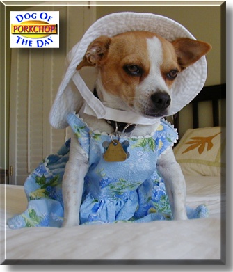 Porkchop, the Dog of the Day