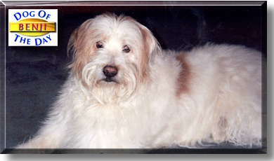 Benji, the Dog of the Day