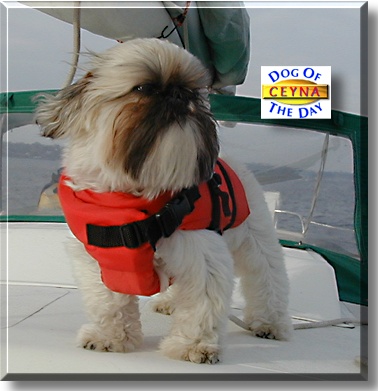 Ceyna, the Dog of the Day