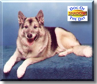 Shadow, the Dog of the Day