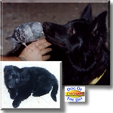 Chompi, the Dog of the Day
