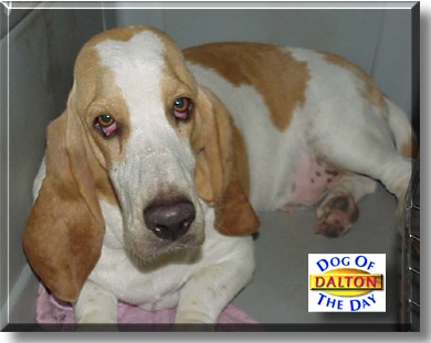 Dalton, the Dog of the Day
