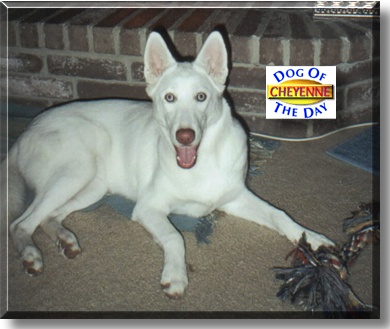 Cheyenne, the Dog of the Day