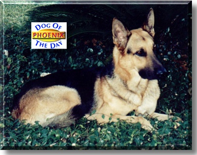 Phoenix, the Dog of the Day