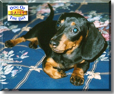 Daisy, the Dog of the Day