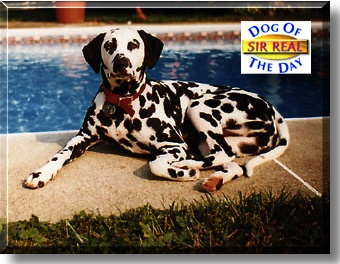 Sir Real, the Dog of the Day