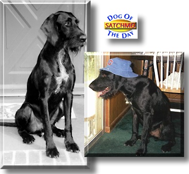 Satchmo, the Dog of the Day
