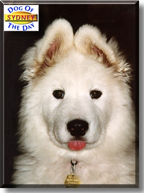 Sydney, the Dog of the Day