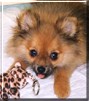 Koko
