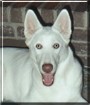 Cheyenne