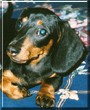 Daisy