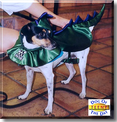 Teeny, the Dog of the Day