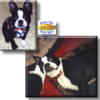 Daisir, the Dog of the Day