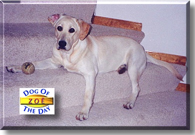Zo&euml;, the Dog of the Day