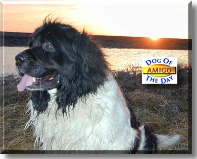 Melampo Amigo, the Dog of the Day