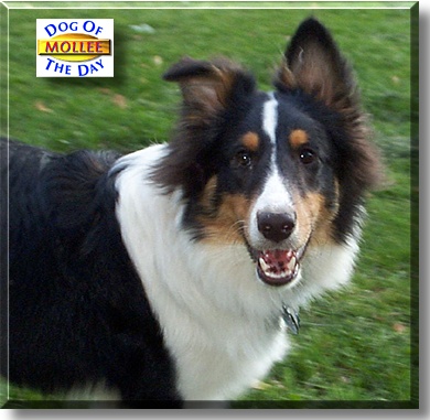 Mollee, the Dog of the Day