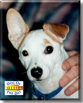 Olympia, the Dog of the Day