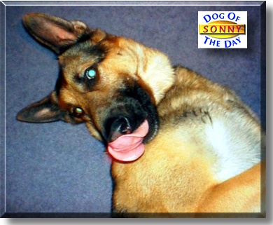 Sonny, the Dog of the Day