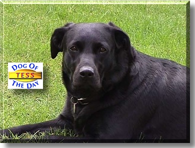 Tess, the Dog of the Day