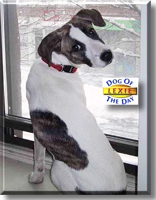 Lexie, the Dog of the Day