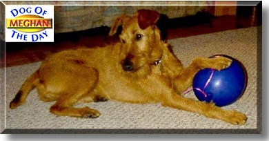 Meghan Irish Myst, the Dog of the Day