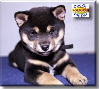 Komokai, the Dog of the Day