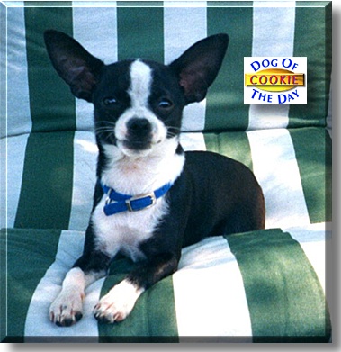 Cookie, the Dog of the Day