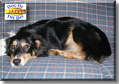 Jazzy, the Dog of the Day