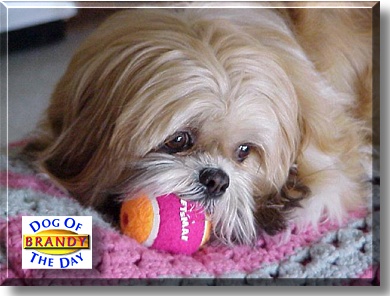 Brandy, the Dog of the Day