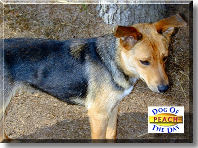 Peach, the Dog of the Day