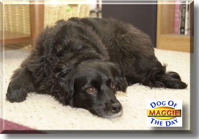 Maggie, the Dog of the Day