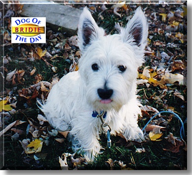Bridie, the Dog of the Day