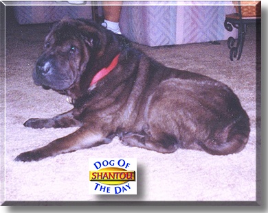 Shantou, the Dog of the Day