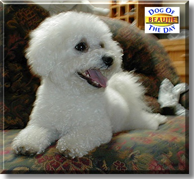 Beaujolais "Beaujie", the Dog of the Day