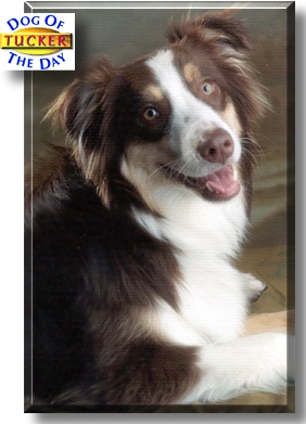 Tucker, the Dog of the Day