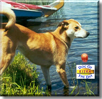 Kiska, the Dog of the Day