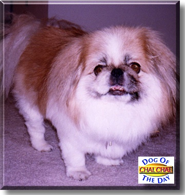 Chal Chal, the Dog of the Day