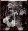 Winston