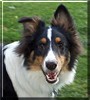Mollee