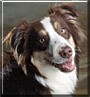 Tucker