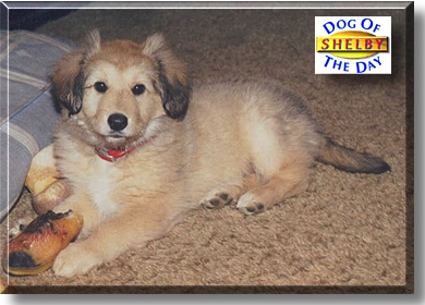 Shelby, the Dog of the Day