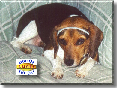Angel, the Dog of the Day