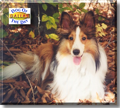 Dallas, the Dog of the Day