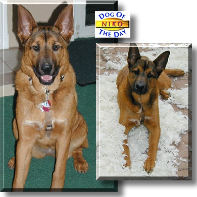 Niko, the Dog of the Day